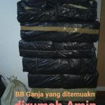 Polri Musnahkan 7 Haktare Ladang Ganja Di Gunung Lauser dan Sita 592 Kg Ganja Kering