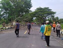 Penebangan dan Perampingan Pohon di Wilayah Kecamatan Gerung, Antispasi Pohon Tumbang