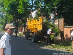 DLH Lobar Tebang Pohon yang Dianggap Membayakan Akibat Angin Kencang di Desa Jagaraga