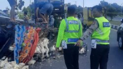 Pengemudi Luka di Kepala, Satu Unit Mobil Pick Up Ayam Potong Alami Kecelakaan Tunggal di BIL II