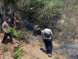 Petugas Gabungan Padamkan Kebakaran Lahan Perbukitan di Lombok Barat, Diduga Akibat Puntung Rokok