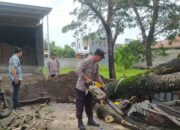 Pohon Tumbang Rusak Bangunan dan Infrastruktur di Kediri, Lombok Barat