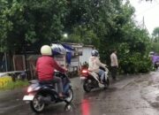 Pohon Tumbang Tutup Jalan Raya Gunung Pengsong, Sigap Personel Polsek Labuapi Evakuasi!