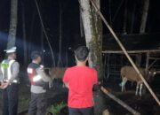 Polsek Sekotong Gelar Patroli Malam Antisipasi Pencurian Sapi