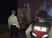 Sapi Aman, Warga Tenang: Polsek Sekotong Patroli Kandang Ternak di Malam Hari