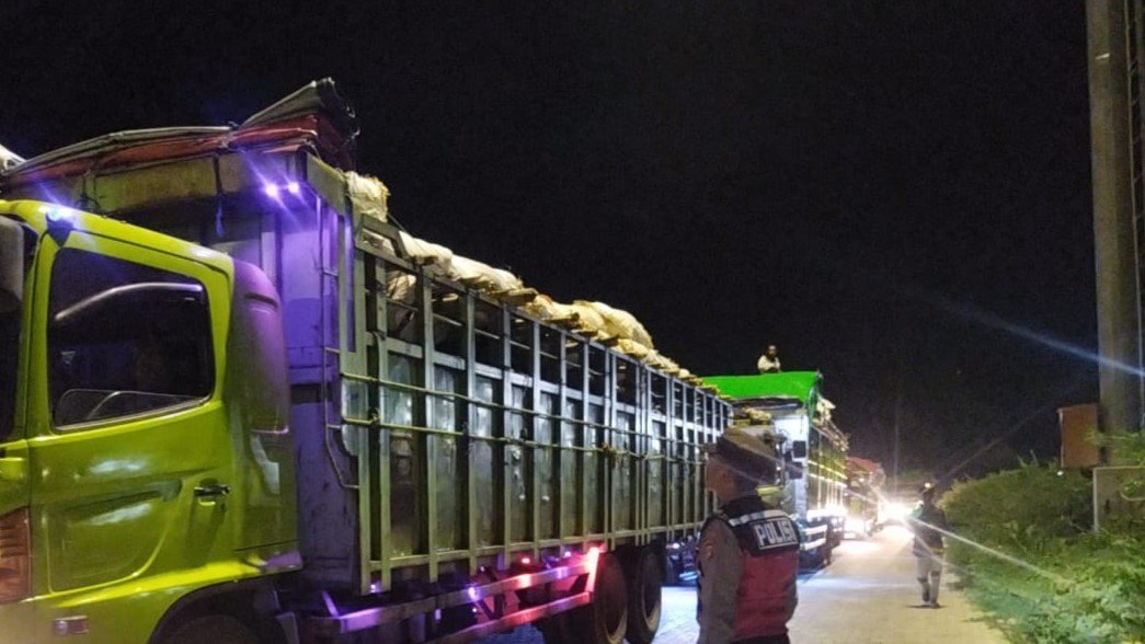 Pengiriman Sapi dari Sumbawa ke Jawa Lancar di Dua Pelabuhan Lembar