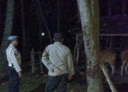 Patroli Dini Hari Polsek Sekotong: Cegah 3C, Amankan Ternak Warga