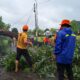 Cuaca Ekstrem di Lombok Barat: Pohon Akasia Tumbang Menutup Jalan Utama