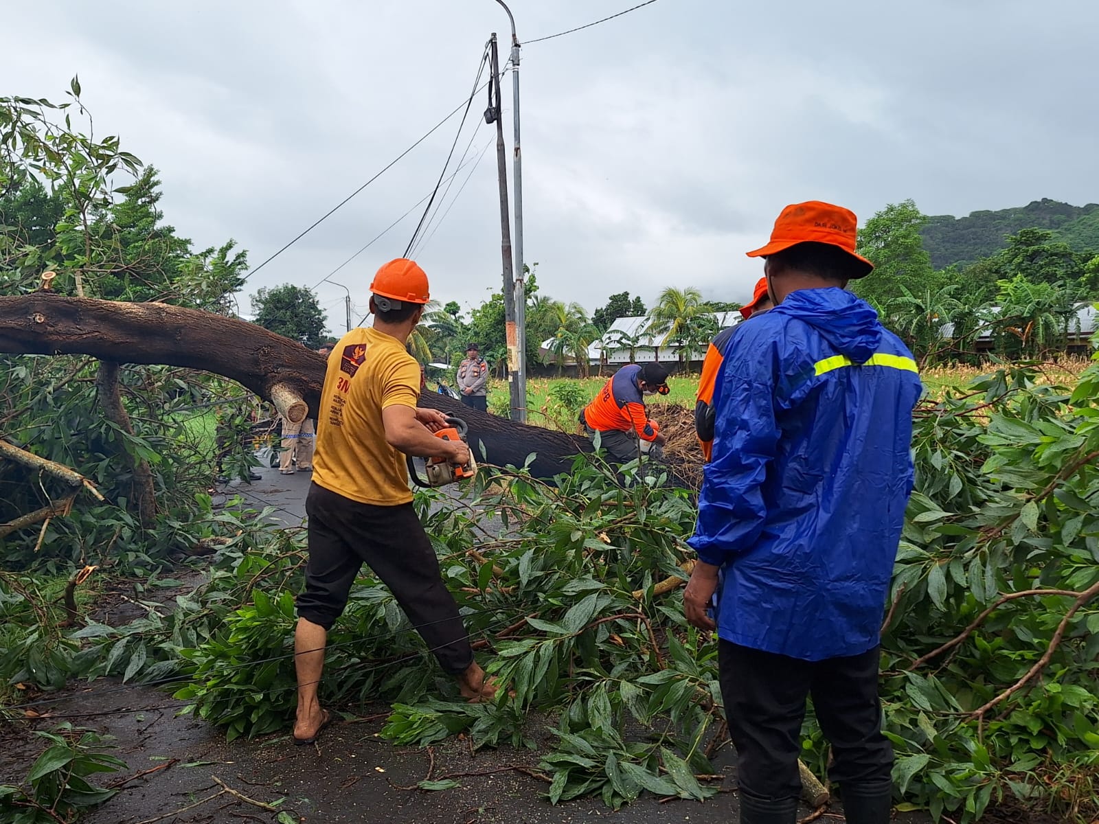 Gerung Terkena Hujan Ekstrem, 3 Pohon Tumbang Semapt Blokir Jalan