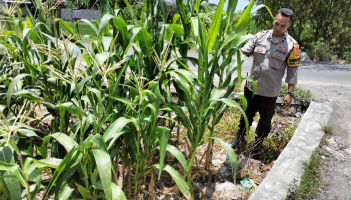 Sinergi Polri & Petani: Wujudkan Ketahanan Pangan di Labuapi