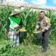 Bhabinkamtibmas Desa Bagik Polak Barat Ajak Petani Jagung Maju, Dukung Ketahanan Pangan