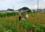 Sentuhan Polisi di Ladang Jagung: Kisah Harapan dari Lombok