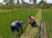 Inspirasi Merembu: Polisi dan Warga Bersatu Wujudkan Swasembada