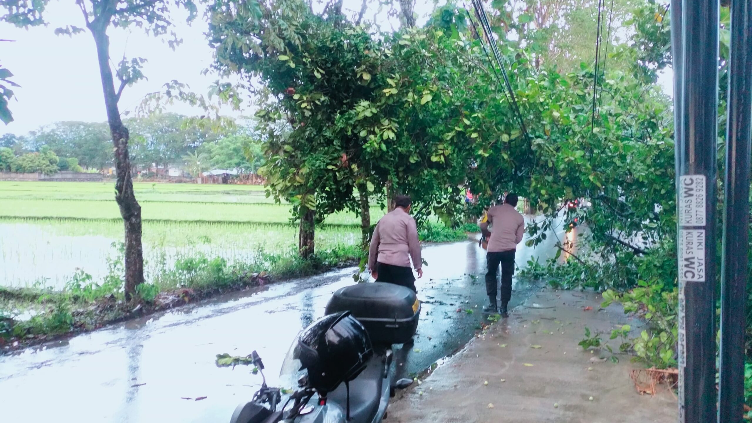 Pohon Tumbang Tutupi Jalan di Perumahan Mavilla, Polisi dan Warga Sigap Evakuasi