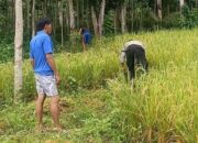 Jelang Ramadan, Polisi Kawal Panen Padi di Lombok Barat