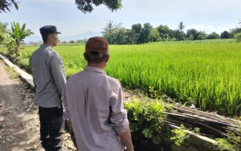 Polisi Turun ke Sawah! Bhabinkamtibmas Dukung Petani di Labuapi