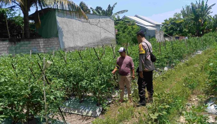 Polsek Labuapi Ajak Warga Manfaatkan Pekarangan, Hasilnya Mengesankan!