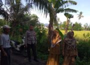 Lombok Barat Panen Raya, Polisi Kawal Ketahanan Pangan