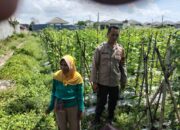 Dukung Ketahanan Pangan, Bhabinkamtibmas Sapa Petani di Labuapi