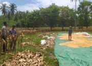 Sinergi Polri dan Petani: Panen Jagung di Sekotong Penuh Harapan