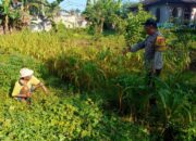 Bhabinkamtibmas Karang Bongkot Turun ke Sawah, Dukung Petani Maju!