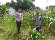 Inisiatif Polsek Kuripan: Warga Diajak Tanam Jagung di Lahan RRI