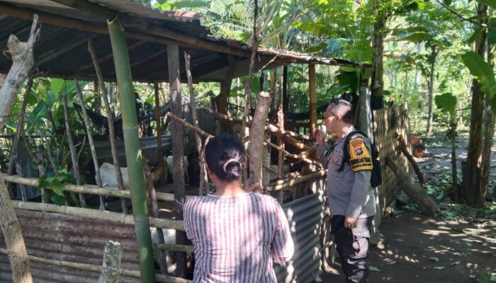 Sinergi Polsek Batulayar dan Warga Tingkatkan Ketahanan Pangan di Lombok Barat
