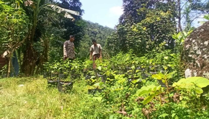 Polisi Bantu Warga Berkebun, Ketahanan Pangan Meningkat di Desa Batulayar