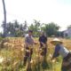 Sinergi Polri dan Petani: Monitoring Panen Jagung Hibrida di Lombok Barat