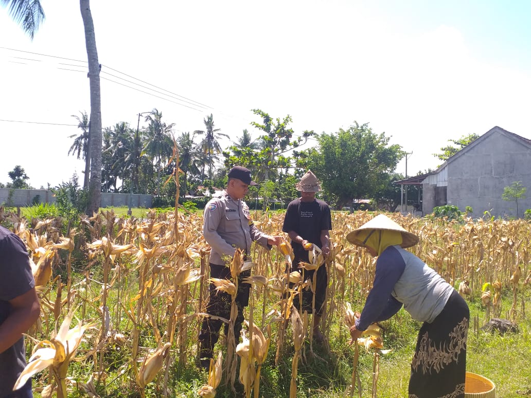 Sinergi Polri dan Petani: Monitoring Panen Jagung Hibrida di Lombok Barat