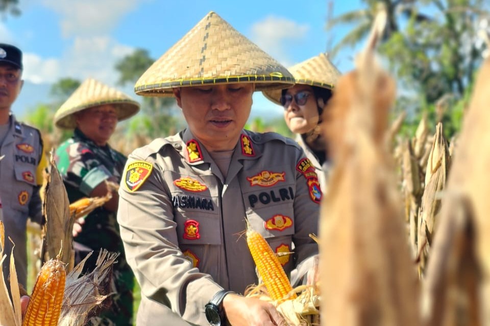Ketahanan Pangan: Kapolres Lombok Barat Tinjau Kesiapan Panen Jagung