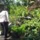 Bhabinkamtibmas Jagaraga Aktif Dorong Ketahanan Pangan di Tingkat Warga