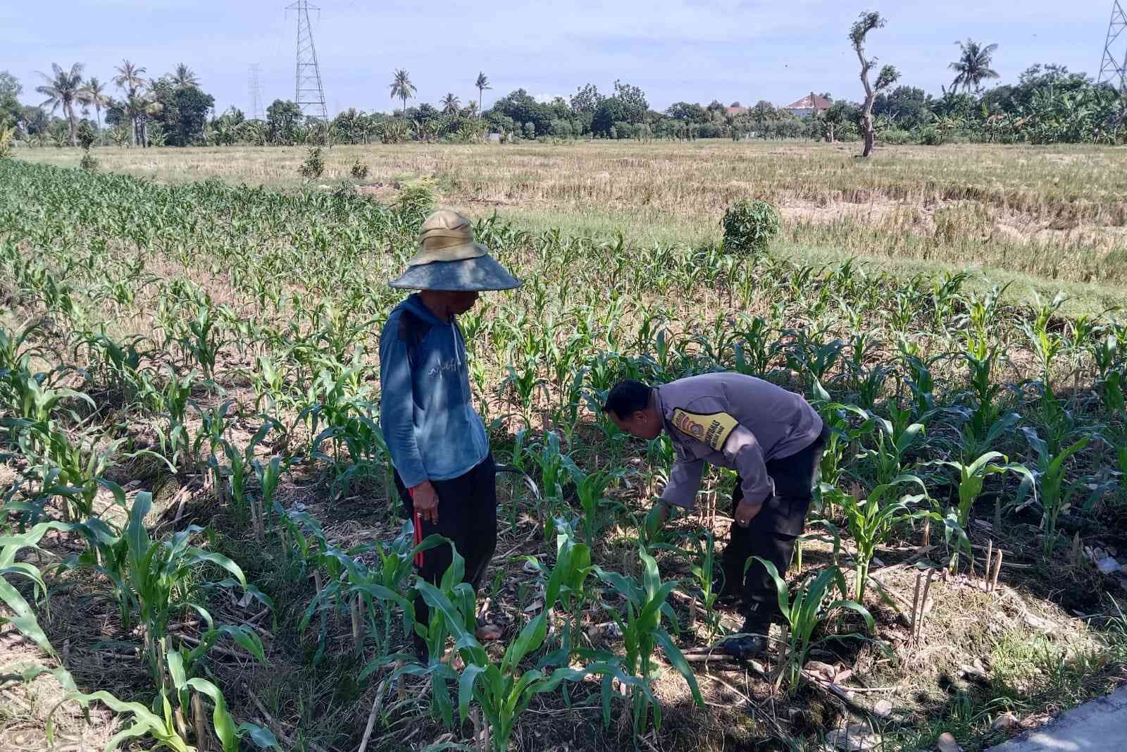Polisi Ajak Warga Manfaatkan Pekarangan untuk Ketahanan Pangan
