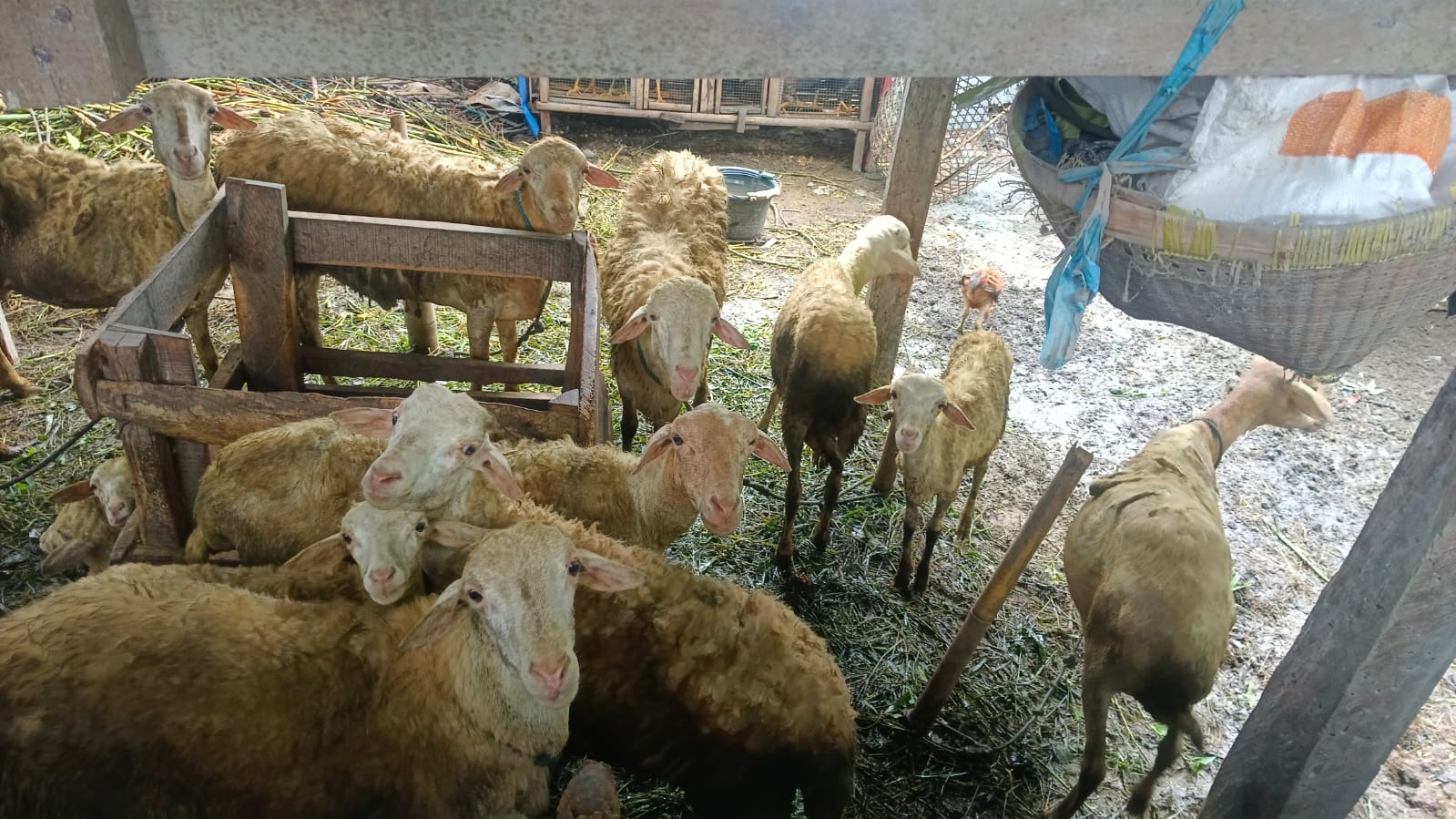 Sinergi Polri dan Peternak Lokal Wujudkan Ketahanan Pangan di Lombok Barat