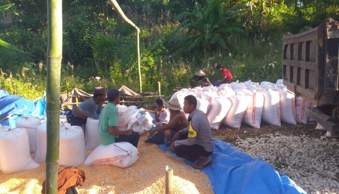 Panen Jagung 5 Ton di Lombok Barat, Bhabinkamtibmas Aktif Dampingi Petani
