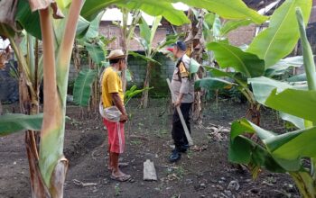 Bhabinkamtibmas Dorong Ketahanan Pangan Desa Merembu