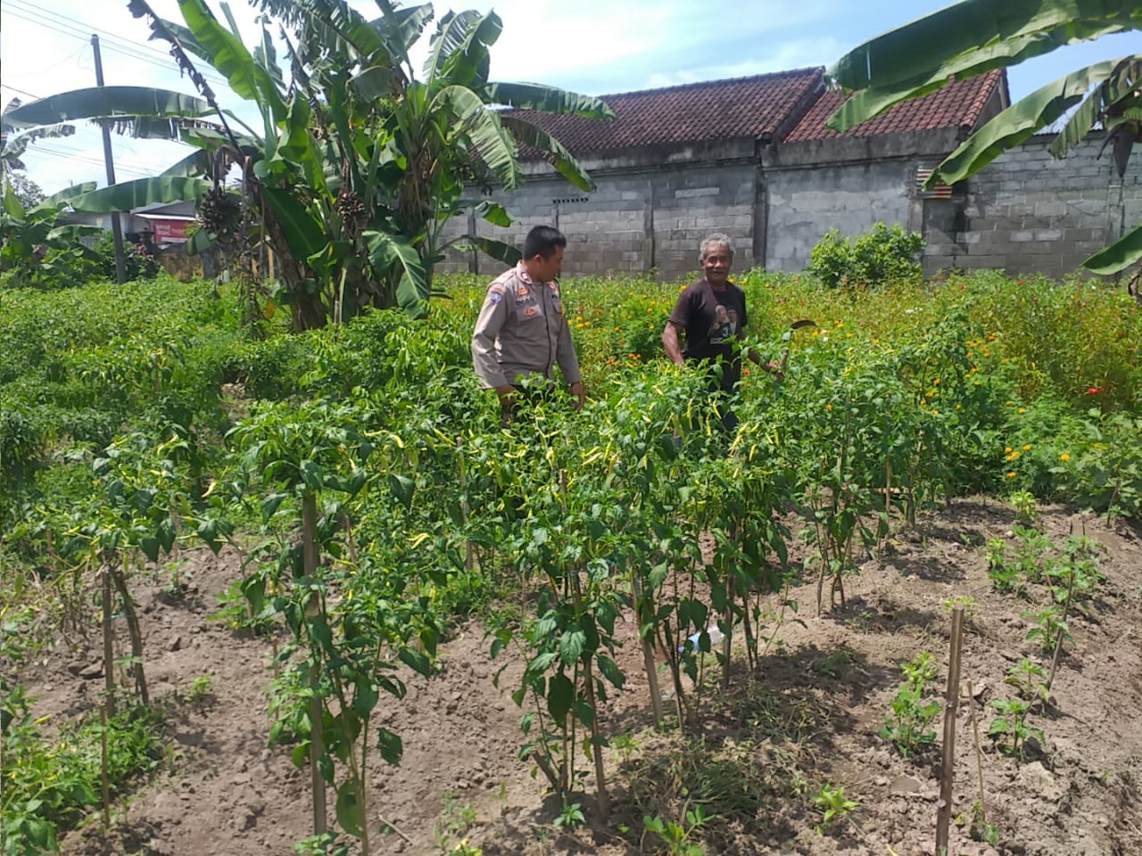 Bhabinkamtibmas Dorong Warga Desa Jagaraga Dukung Ketahanan Pangan