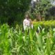 Polri Dukung Ketahanan Pangan Lewat Kunjungan Petani Jagung
