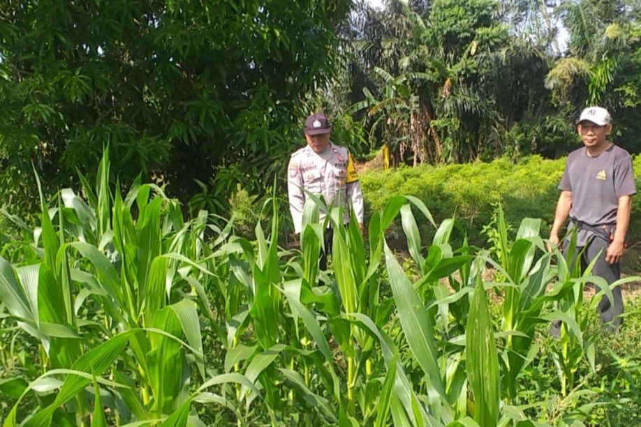 Polri Dukung Ketahanan Pangan Lewat Kunjungan Petani Jagung