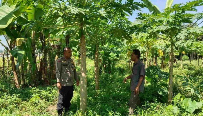 Peran Bhabinkamtibmas dalam Pemberdayaan Lahan Pertanian di Labuapi