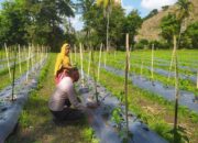 Bhabinkamtibmas Sekotong Dukung Petani Cabai Jaga Ketahanan Pangan