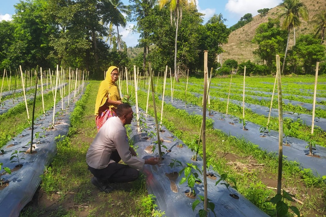Bhabinkamtibmas Sekotong Dukung Petani Cabai Jaga Ketahanan Pangan