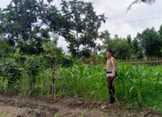 Bhabinkamtibmas Dorong Pemanfaatan Pekarangan Demi Ketahanan Pangan Desa