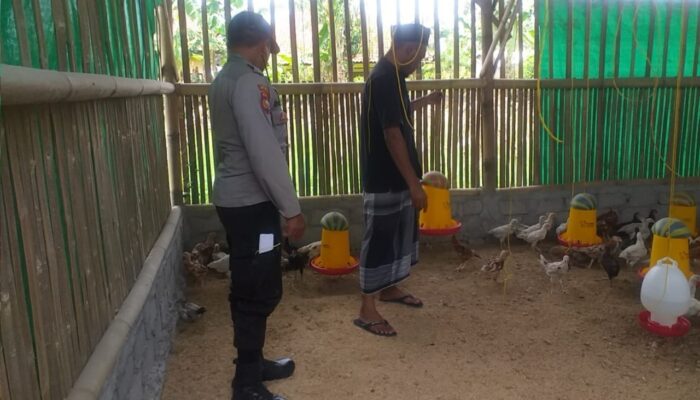 Peternakan Mandiri Dorong Ketahanan Pangan di Lombok Barat