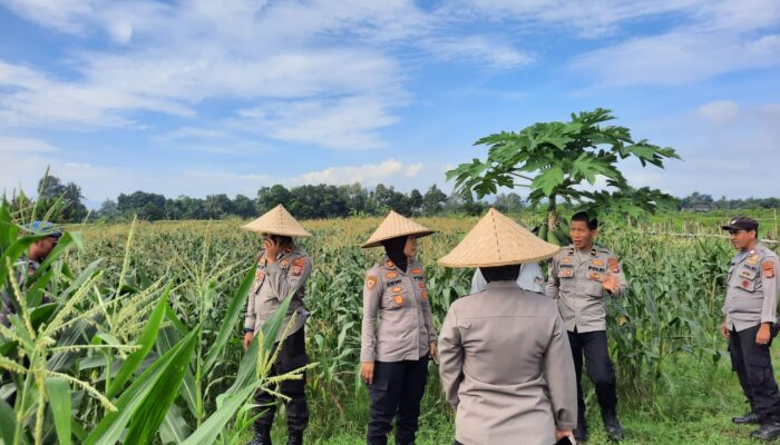 Pengawalan Panen Jagung, Komitmen Polres Lobar Nyata
