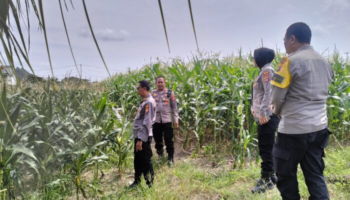 Polres Lombok Barat Tinjau Kesiapan Panen Raya Jagung Tahap Kedua
