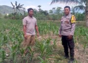Polsek Kuripan Dorong Ketahanan Pangan Lewat Pendekatan Humanis