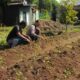 Polsek Batulayar Aktif Galakkan Program Ketahanan Pangan Warga