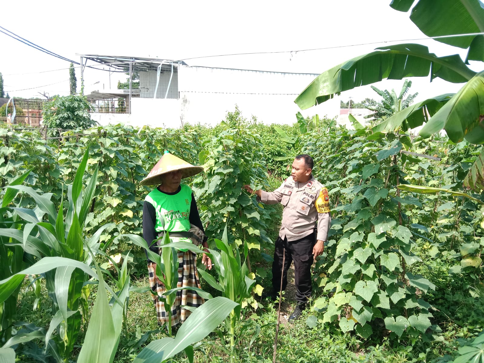 Polsek Labuapi Dorong Ketahanan Pangan Lewat Lahan Pekarangan