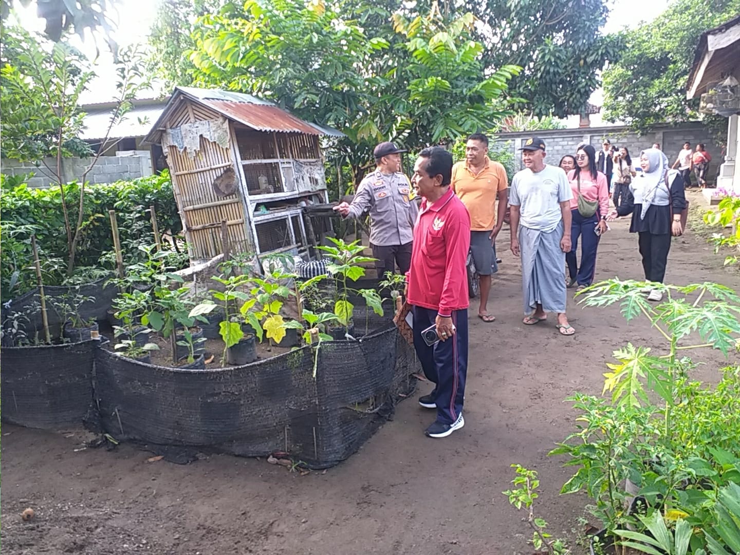 Optimalisasi Pekarangan Rumah Jadi Kunci Ketahanan Pangan Desa Jagaraga